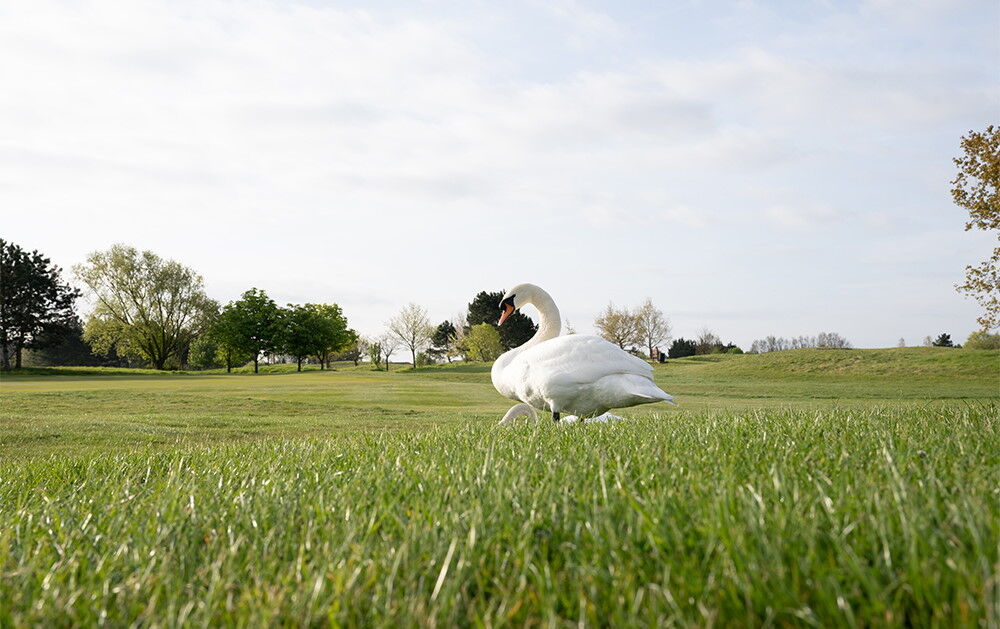 Membership Golf Membership Potters Resorts Five Lakes Golf Club